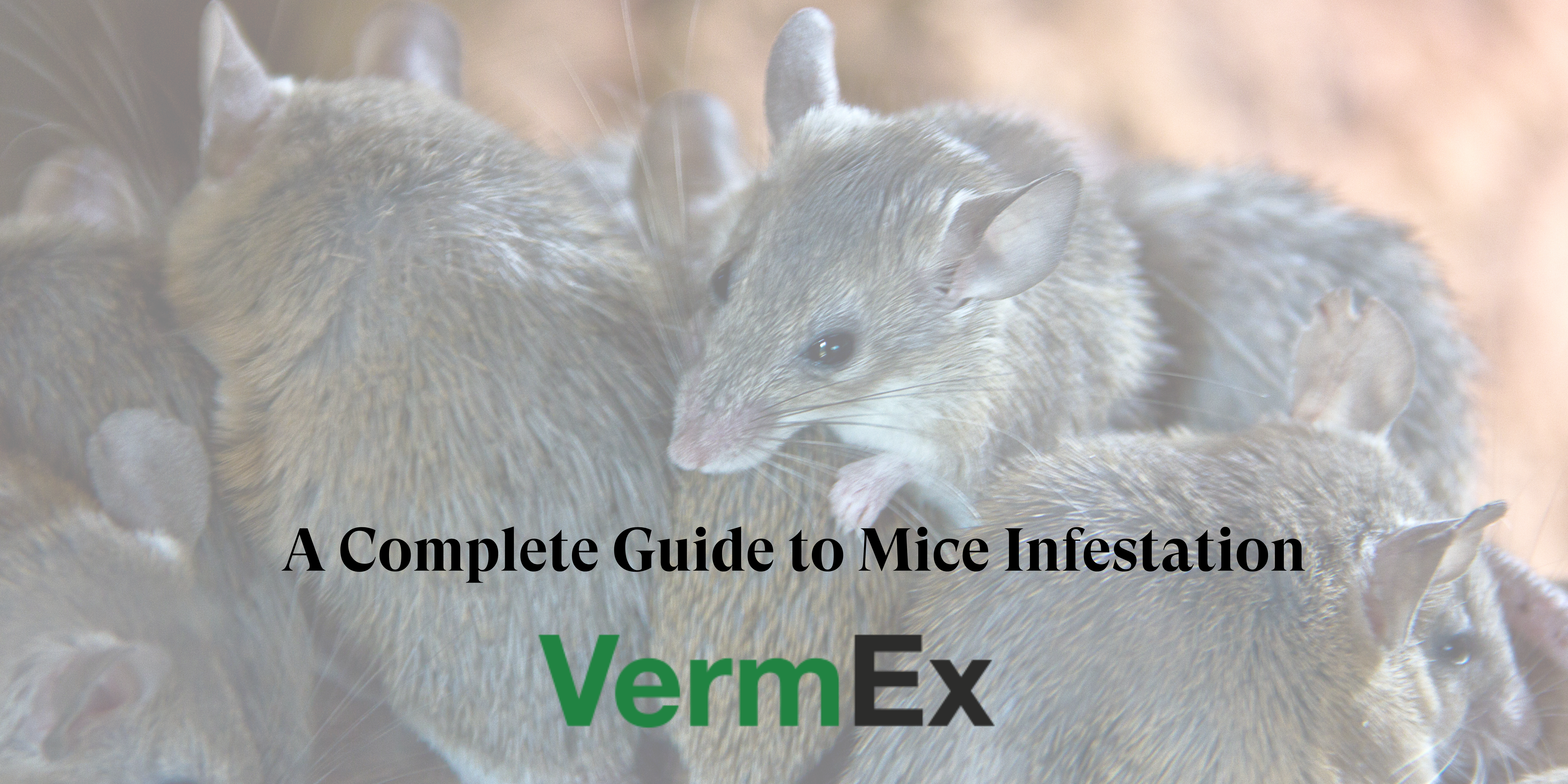 Complete Guide to Mice Infestation