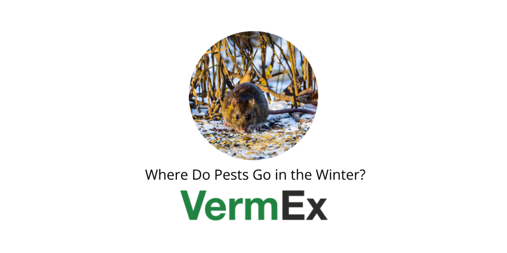 Where do Pests go in the Winter