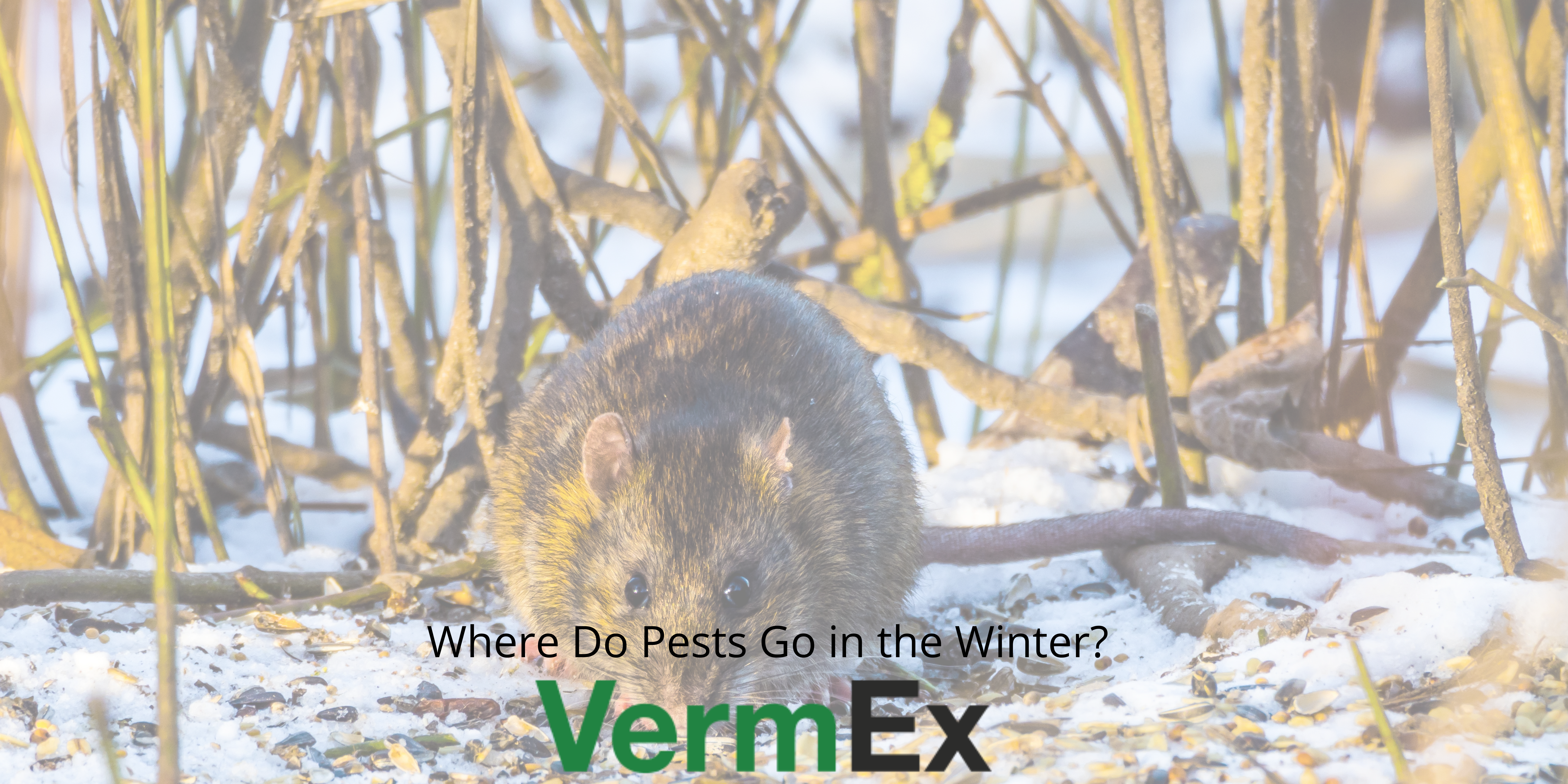 Where do pests go in the winter?