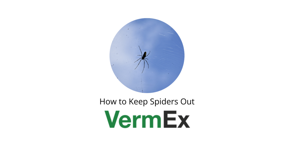 How to Keep Spiders Out VermEx