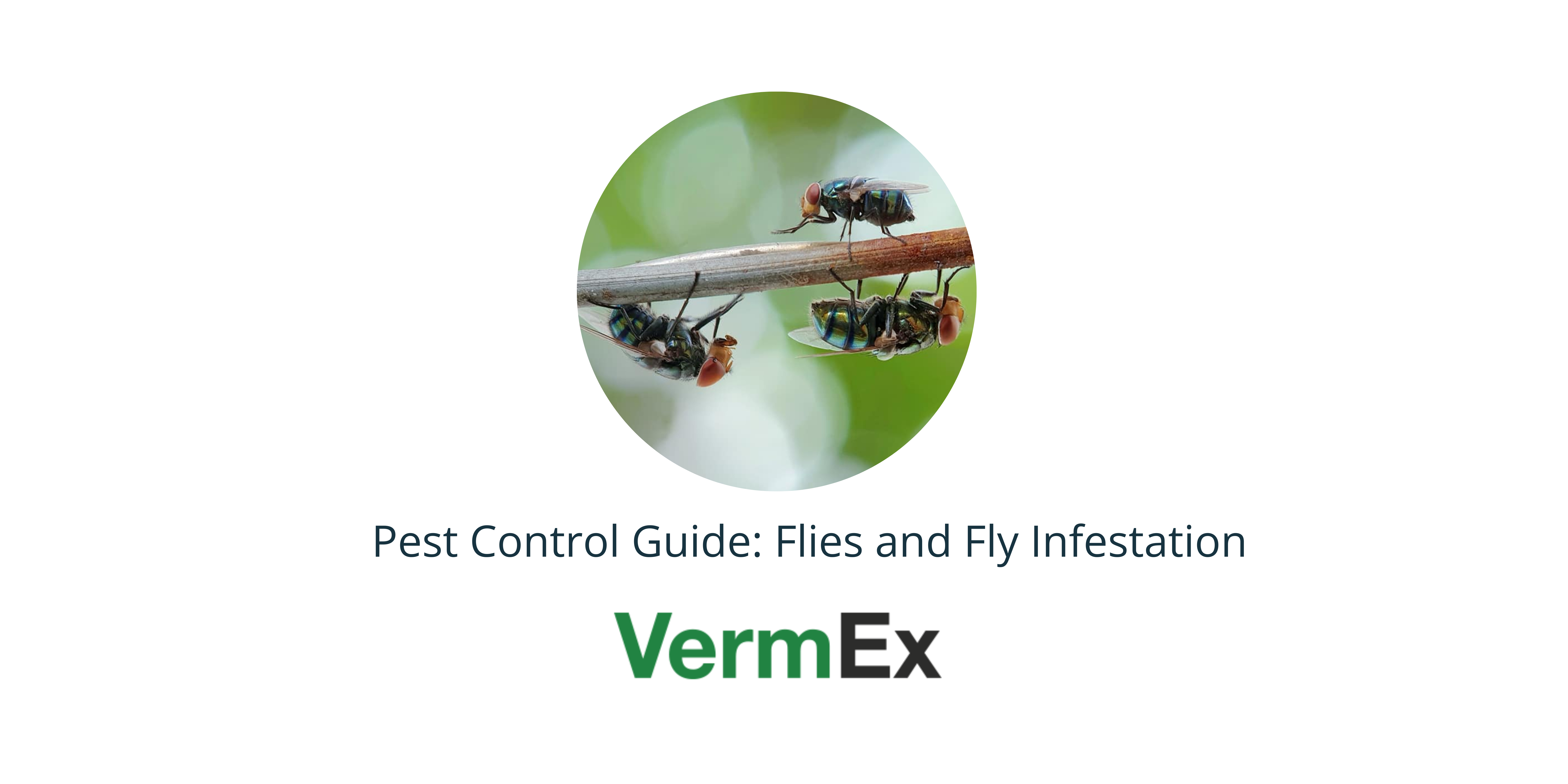 Pest control guide: flies and fly infestation blog banner
