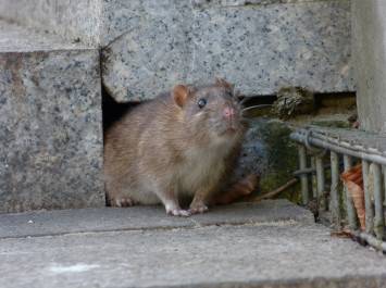 Image showing rat emerging from a hole in a wall.