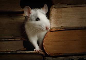 Rat-sat-between-old-books