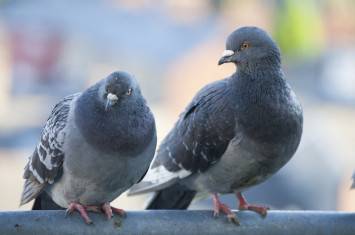 Two pigeons sitting next to one another on a fence