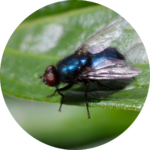 Bluebottle fly on leaf