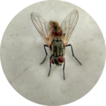 Arial view of a fly