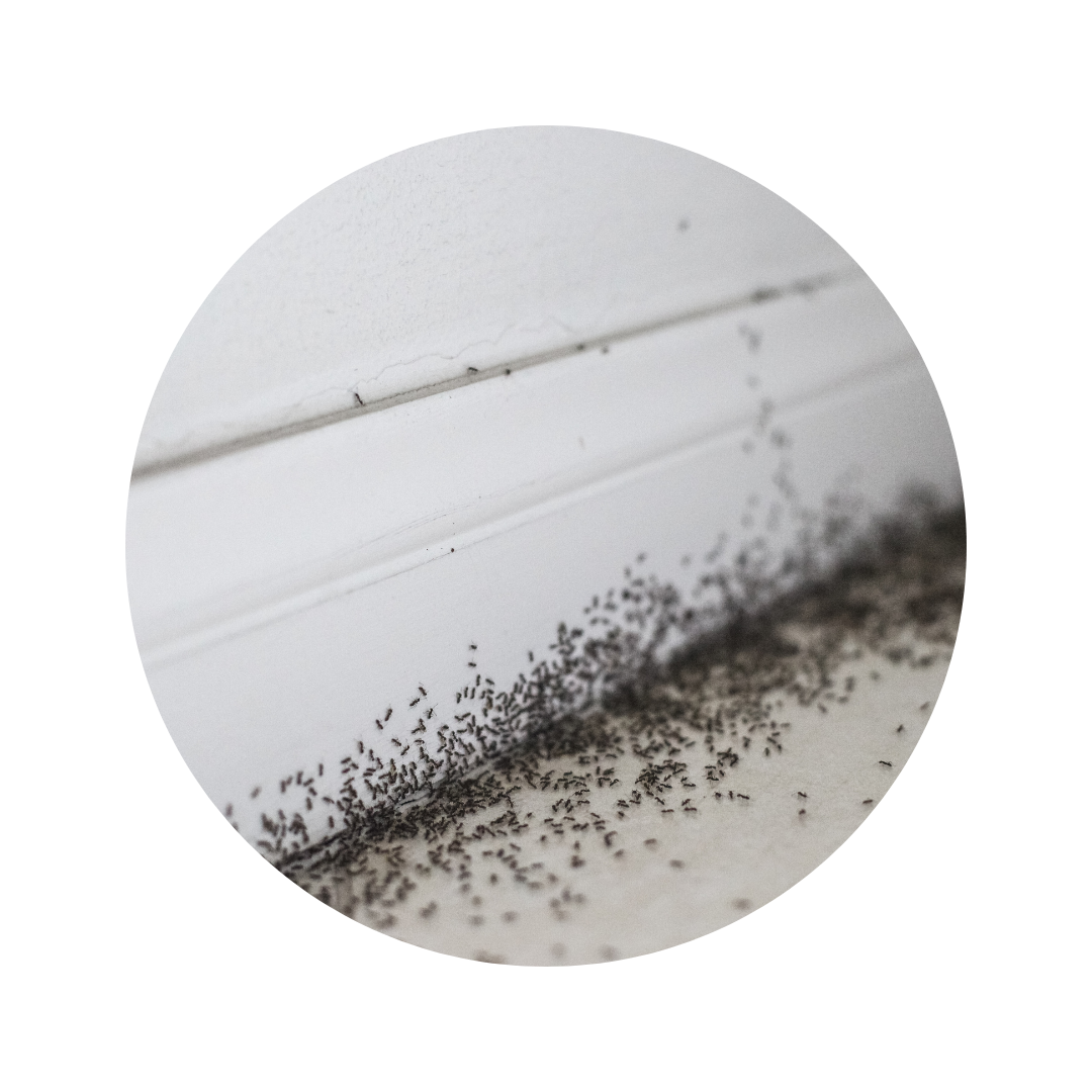 How to Minimise the Risk of Pest Infestation in Damp