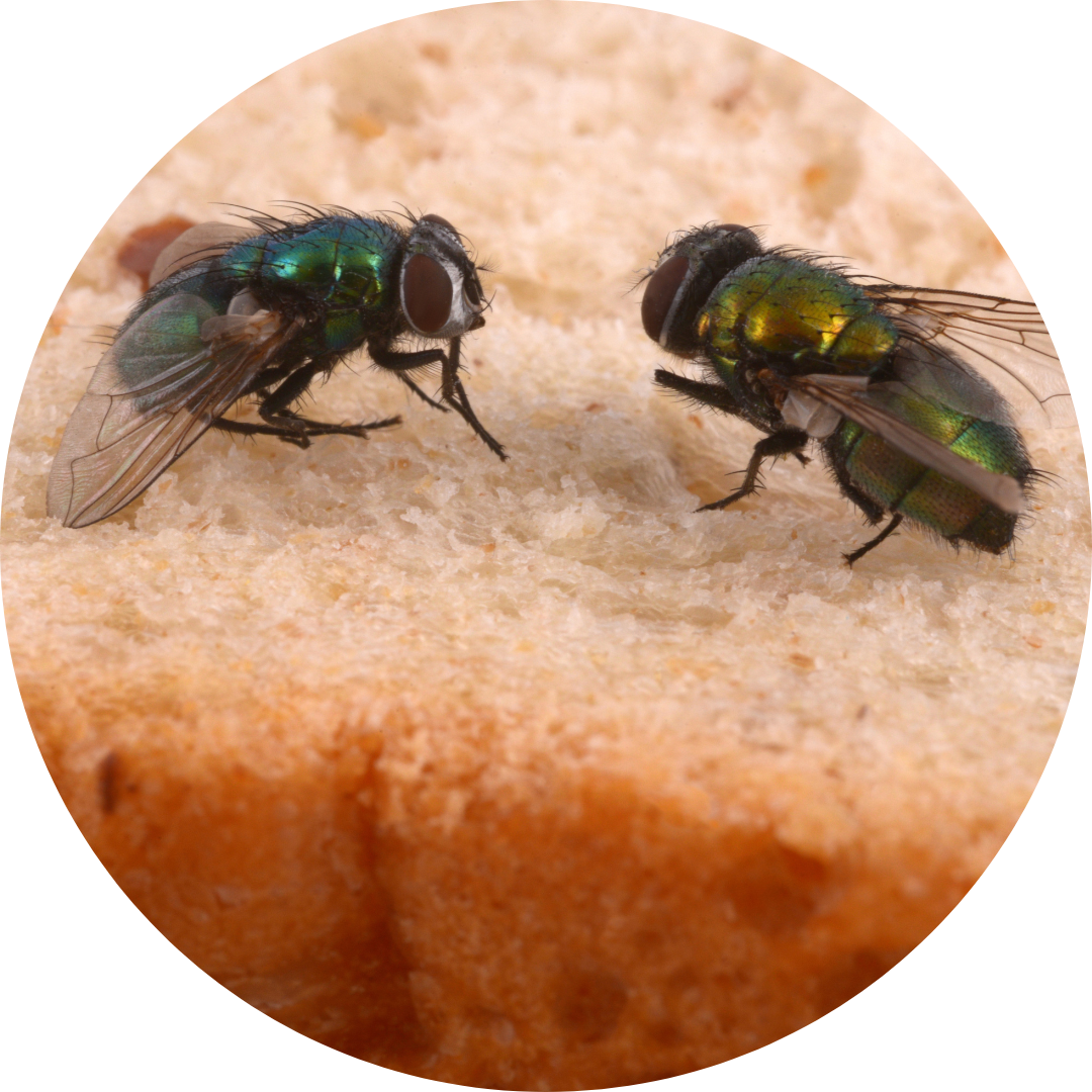 Two flies on top of a slice of bread