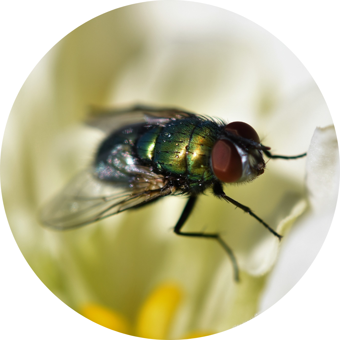 Close up of a fly