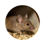 Mice Infestation