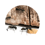 Preventative pest control for ants