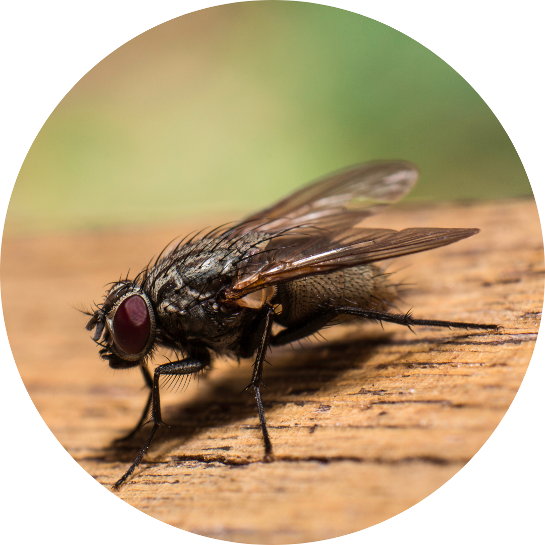 flies-and-fly-infestation-your-questions-answered-vermex