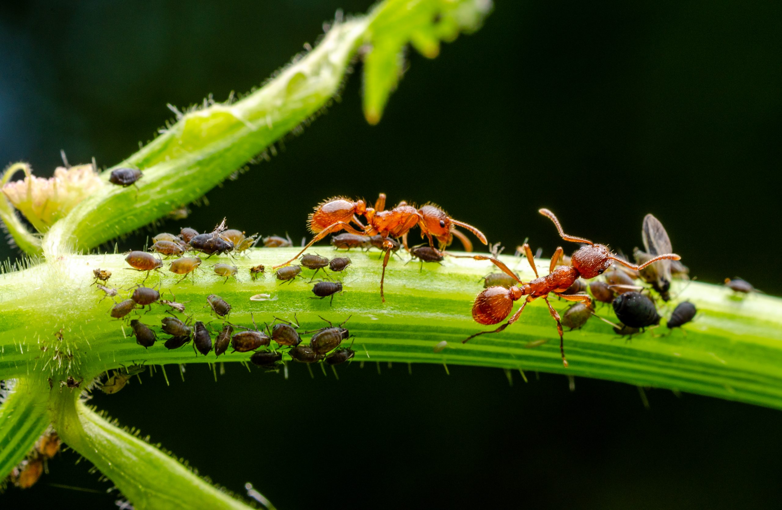 Ants,And,Aphids,On,A,Branch