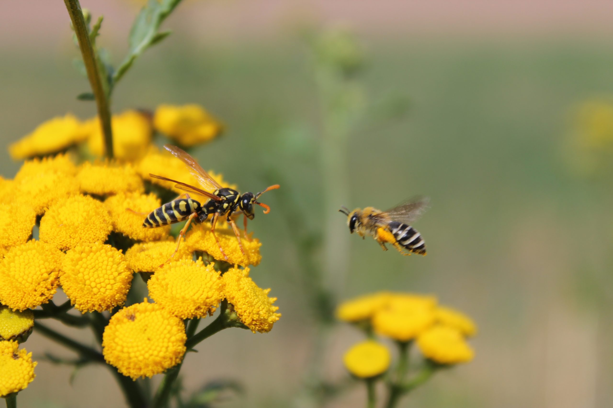 Bee,With,A,Wasp,On,Yellow,Flower